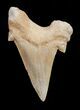 Inch Otodus Fossil Shark Tooth - High Quality #1739-1